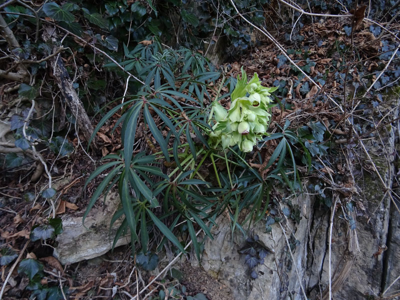 Helleborus foetidus - Ranunculaceae